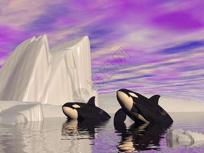 寒冷的插图两只虎鲸在冰山之间游荡由多云的天气白色图片
