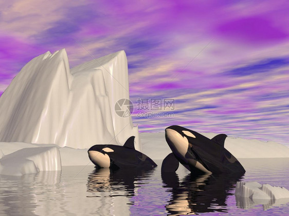 寒冷的插图两只虎鲸在冰山之间游荡由多云的天气白色图片