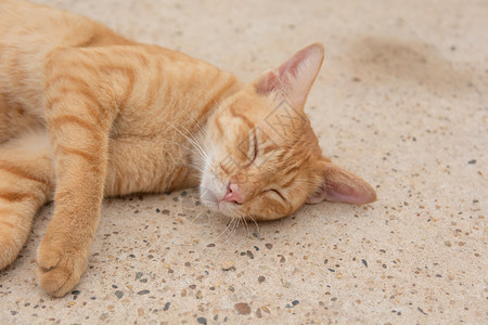 躺在地上的猫咪图片