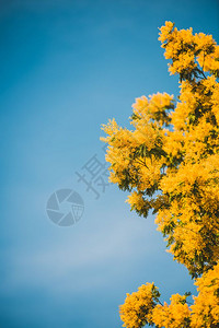 象征春蓝天空中闪光树的黄花盛开作为背景绽放郁葱图片