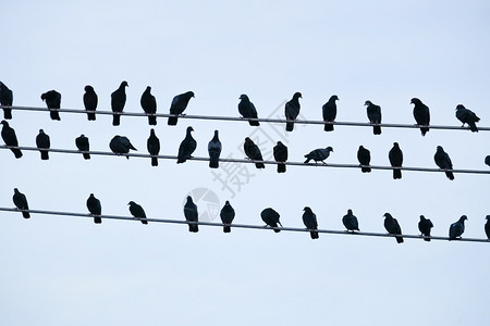 高的力量在天空背景下坐有线电上的鸟群以天为背景电的图片
