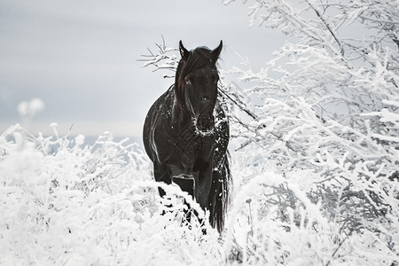 自由雪中草木间的黑马冬天雪中的草木间的黑马冬天雪中的不间断黑色图片