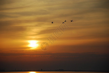 暮在美丽的日落中飞翔天鹅在波罗海瑞典奥兰岛美丽日落中飞翔的静音天鹅晚上库尔曼图片