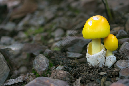 户外菌颜色森林蘑菇场景夏季食用白蘑菇黄生态旅游活动采蘑菇背景图片