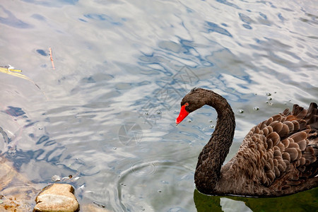 动物池塘自然一只美丽的黑天鹅有棕色羽和明亮的红嘴在森林湖A黑天鹅的边缘游泳在湖泊Closeup照片中游褐色羽毛图片
