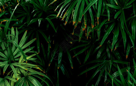 环境宣传册有机的选择地关注花园中的深绿色叶子翡翠纹理自然抽象背景热带森林深绿色叶子的上方视图与自然案热带植物图片
