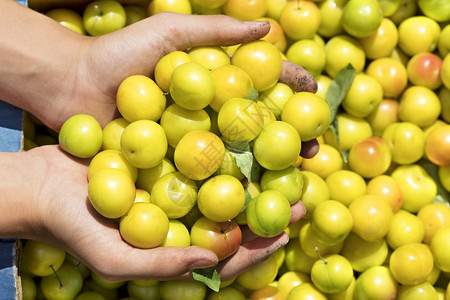 采摘农村乡在一个盒子里收获黄成熟的李子一只小手握着盒中收成的黄熟