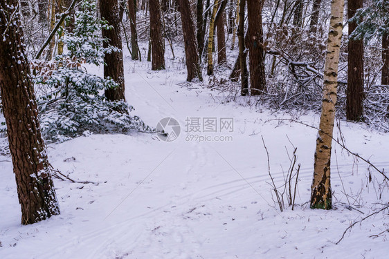 分支机构自然欧洲的白雪森林道路冬季的树林白色雪覆盖的公路和树木荷兰森林景观风荷兰森林地貌图片