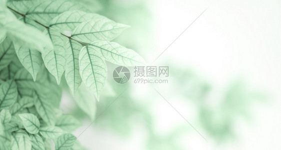 分支公园舒适在热带花中装饰绿色树的热带花园中绿叶与白色混凝土墙对面的浅绿叶在背景中模糊图片