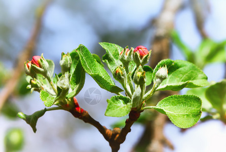 开花在模糊的天空背景下关闭苹果树的红芽选择对前景的聚焦点复制苹果花色红芽的空间剪贴板分支盛开图片