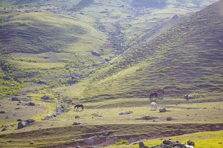 在山中放牧的马草地新鲜户外图片