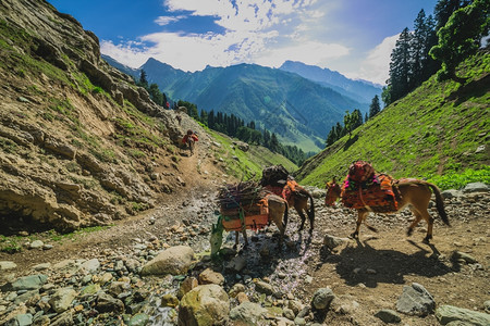 草地爬坡道在山中放牧的马风景名胜图片