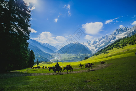 春天在山中放牧的马孤独清楚图片
