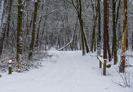 天气候白雪森林地貌树中被白雪覆盖的公路欧洲黑原的森林场景图片