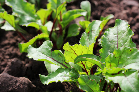 青绿蜜蜂根计划在蔬菜花园的一条路上青绿色甜菜根计划在蔬花园的一条路上果菜园小夏天图片