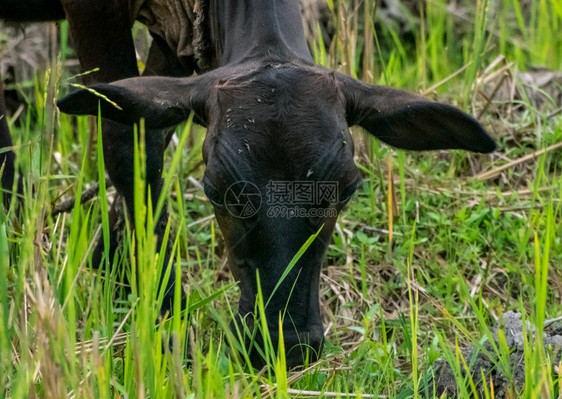 绿色农村一种在美丽的清晨一只年轻的棕色奶牛正在草地原上放牧享受新鲜青草图片