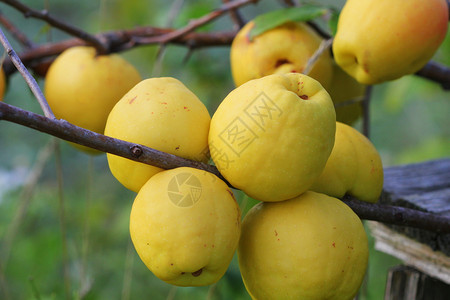 庄稼农场健康成熟的黄色木瓜果实生长在树上成熟的黄色木瓜果实生长在树上图片