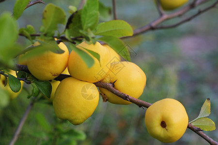 果园健康成熟的黄色木瓜果实生长在树上成熟的黄色木瓜果实生长在树上绿色图片