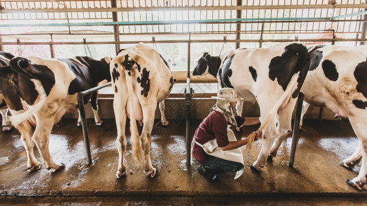 乳制品行业手动的一名亚洲男子农民检查当地一个奶牛农牧业的牲畜奶牛概念图片