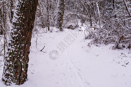 霜鲁芬美丽的白雪覆盖美丽森林道路树木冬季杜奇森林地貌等寒冬图片