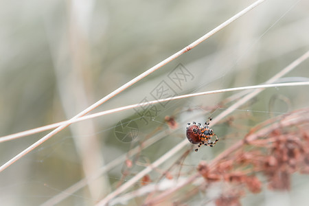 天然模糊的面背景棕色蜘蛛与黑点编织网络在秋草之间选择焦点蜘蛛编织AWeb警告有毒草地图片