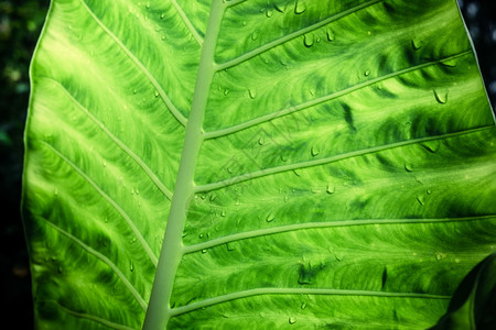 湿的热带雨林绿海芋树叶季滴植物群水图片