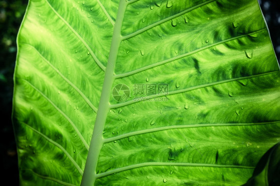 湿的热带雨林绿海芋树叶季滴植物群水图片