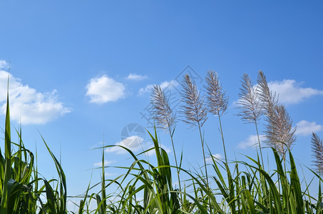 种植园糖在日本冲绳岛的甘蔗花朵植物图片