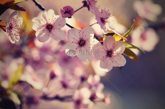 夏天花朵丰富多彩的盛开树枝樱桃花和有天然彩色背景的日光鲜花图片