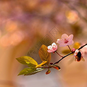 盛开的树枝樱桃花和有天然彩色背景的日光鲜花明亮的新园图片