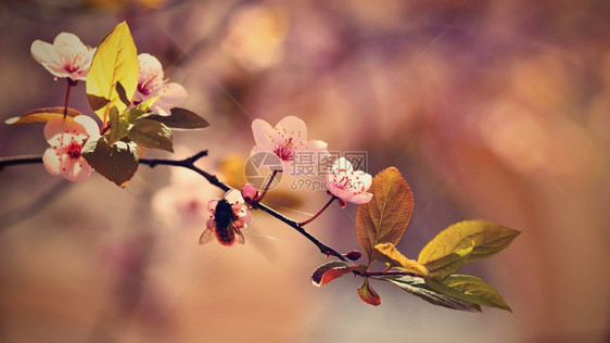 植物群分支果园盛开的树枝樱桃花和有天然彩色背景的日光鲜花图片