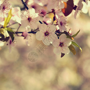 精美盛开的树枝樱桃花和有天然彩色背景的日光鲜花春天植物群背景