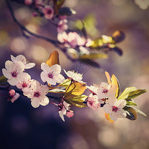 盛开的树枝樱桃花和有天然彩色背景的日光鲜花春天开朵图片