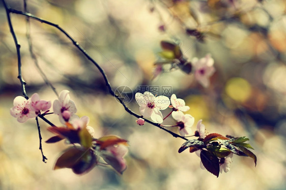模糊美丽雌蕊盛开的树枝樱桃花和有天然彩色背景的日光鲜花图片