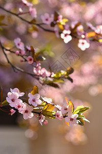 时间新鲜盛开的树枝樱桃花和有天然彩色背景的日光鲜花一种图片