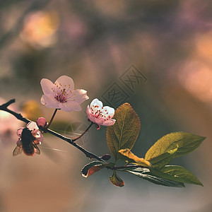粉色的太阳盛开树枝樱桃花和有天然彩色背景的日光鲜花绽放图片