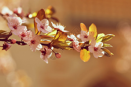 散景盛开的树枝樱桃花和有天然彩色背景的日光鲜花植物明亮的图片