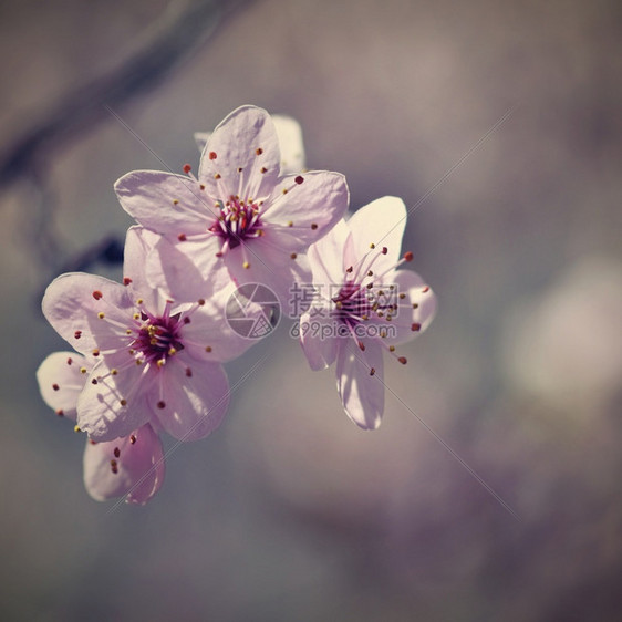 自然晴天植物盛开的树枝樱桃花和有天然彩色背景的日光鲜花图片