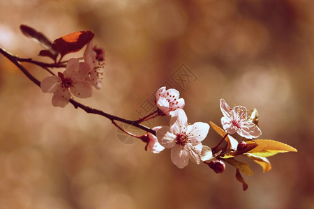 精美户外太阳盛开的树枝樱桃花和有天然彩色背景的日光鲜花图片