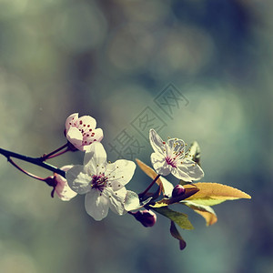 盛开的树枝樱桃花和有天然彩色背景的日光鲜花春天散景新图片