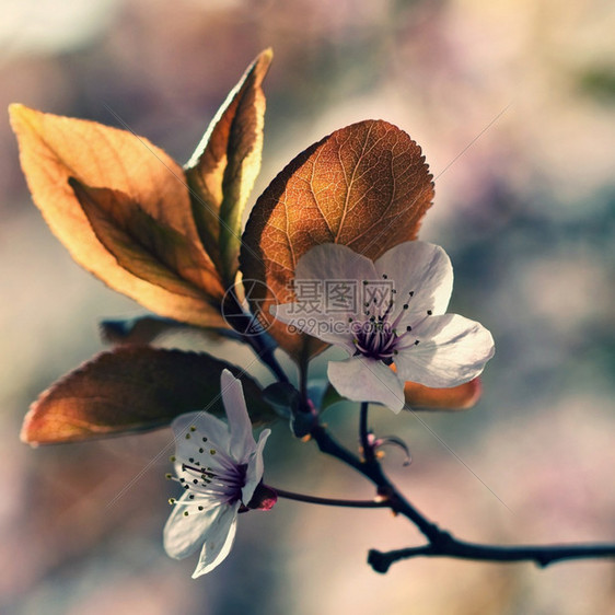植物群盛开的树枝樱桃花和有天然彩色背景的日光鲜花季节苹果图片