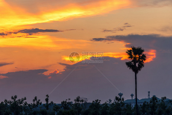 太阳旅行黄色的美丽日落泰国月光下天幕有棕榈树图片