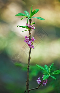 中场春时盛开的mezereum芽自然花图片