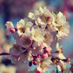 植物学春天季节时的樱花丰富多彩的自然本背景图片