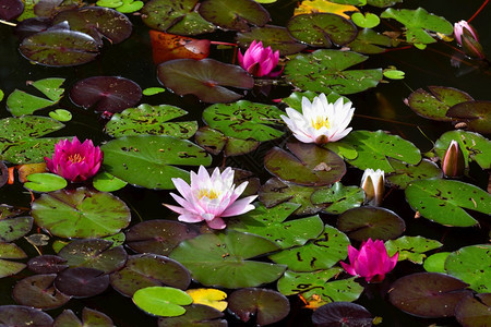 夏季盛开的莲花池图片