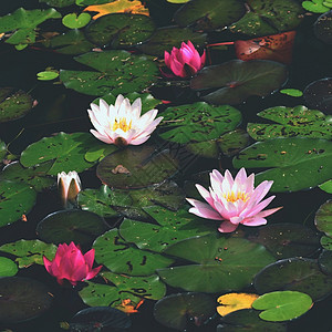 夏季盛开的莲花池图片