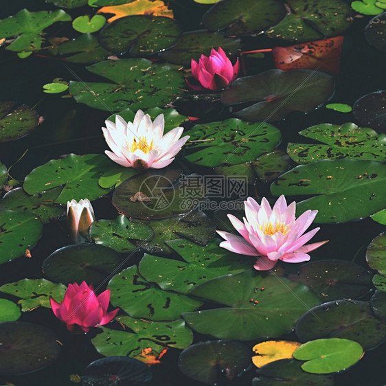 夏季盛开的莲花池图片