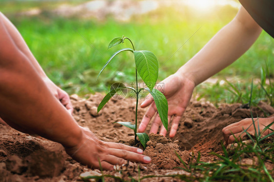 污垢帮助自然植树以拯救地球环境生态概念协助种植自然树木保护地球环境生态概念世界节省图片
