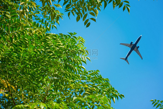 飞机在森林上空行在森林上空的底视线飞机绿色美丽的多于图片