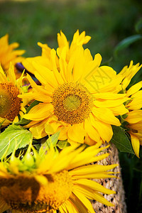 一束向日葵放在绿草上的袋里特写一束向日葵放在绿草上的袋里乡村女孩花朵图片